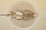 Fossil Male Stingray (Heliobatis) - Museum Quality Specimen #313917-2